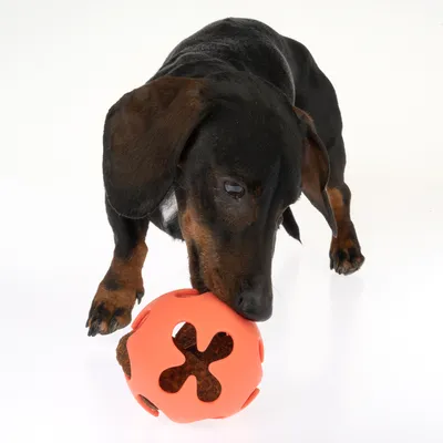 Chien noir et feu jouant avec une balle orange en plastique ajourée contenant des friandises visibles à l'intérieur.