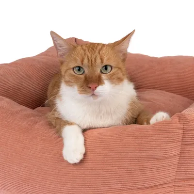 Rdeč maček leži v roza rebrastem ležišču za hišne ljubljenčke. Izdelek prikazuje udobje in dizajn ležišča.