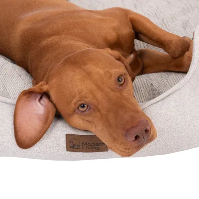 Hund ligger på en ljusgrå hundbädd med vävt mönster och brunt märke 'Modern Living'.