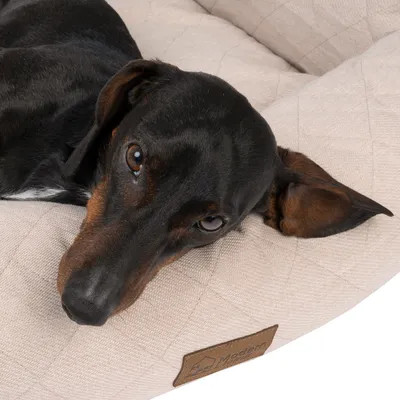 Hund liegt auf beigem Hundebett mit gestepptem Stoff und braunem Etikett mit der Aufschrift 'Modern'.