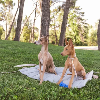 Zwei Hunde sitzen auf einer grauen Matte im Park. Einer hält ein blaues Spielzeug. Umgebung mit Bäumen und Gras.