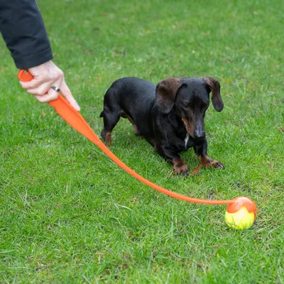 Person verwendet einen orangefarbenen Ballwerfer, um einen gelben Tennisball auf einer Wiese zu werfen. Ein kleiner Hund beobachtet den Ball.