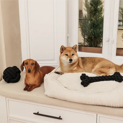 Two dogs on a white lying surface with a black knotted toy and a black fabric bone toy.