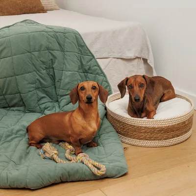 Green quilted dog blanket with toy rope and round dog bed made of braided material with white cushion.