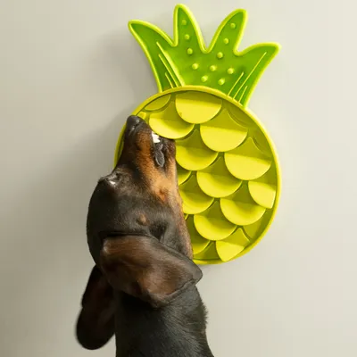 Hund slickar på en gul ananasformad slickmatta som är fäst på väggen.