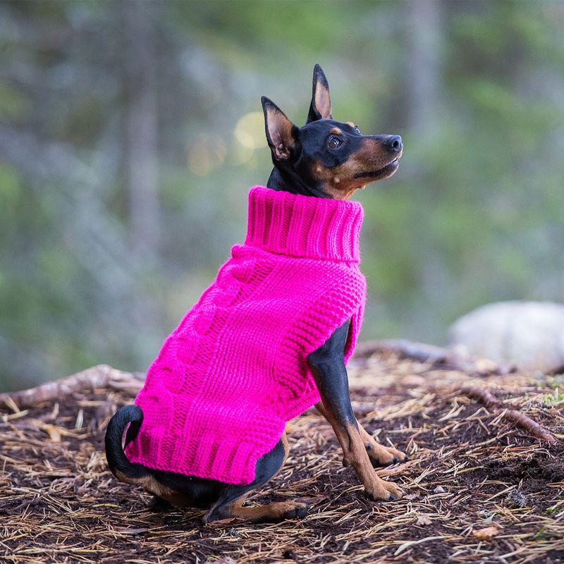 Perro con jersey de punto rosa con trenza y cuello alto, sentado en el suelo del bosque.