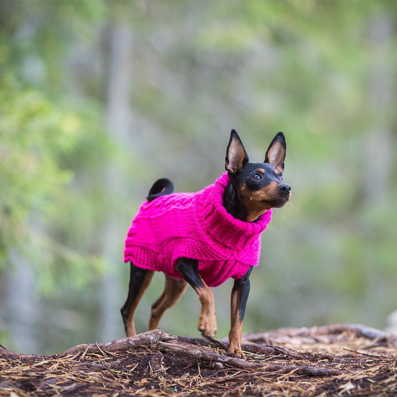 Perro pequeño con un jersey de punto rosa en un entorno forestal.