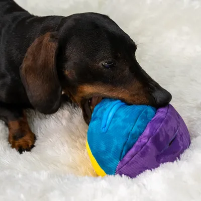 Chien teckel mordant une balle en tissu bleu, violet et jaune sur un tapis blanc. Jouet pour chien visible, sans marque apparente.