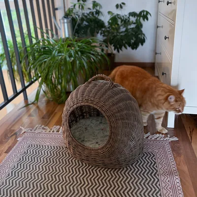 Ruskea punottu kissanpeti, jossa pyöreä sisäänkäynti ja pehmuste, vieressä oranssi kissa. Peti sijoitettu matolle sisätiloissa.