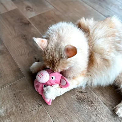 Béžová mačka sa hrá s ružovou plyšovou hračkou v tvare prasiatka na drevenej podlahe.
