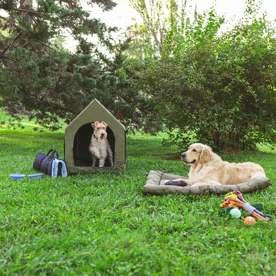 Tenda per pet, letto per cani e gioco su un prato. Due cani: uno nella tenda, l'altro sul letto. Borsa da trasporto e ciotola accanto.