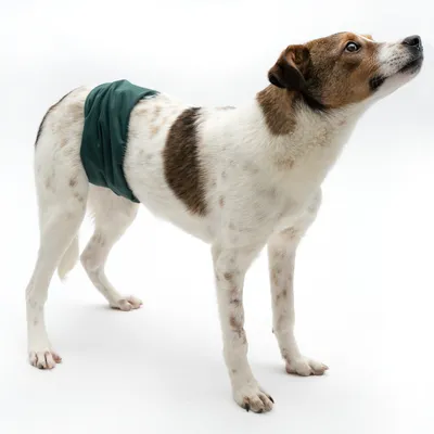 Hund mit grünem Hygiene-Schutzband um die Hüfte, demonstriert Anwendung des Produkts.