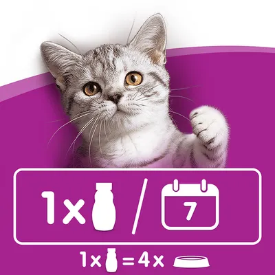 Fütterungsempfehlung: 1 Flasche pro Woche entspricht 4 Portionen. Katze vor lila Hintergrund.