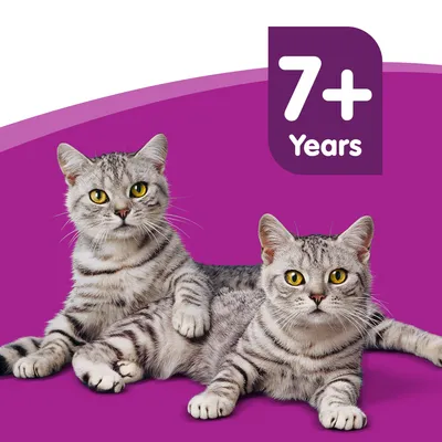 Whiskas 7+ Senior, Fisk i gelé