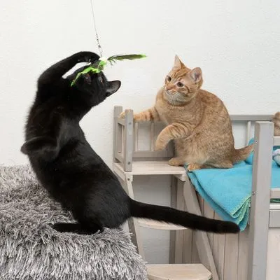 Twee katten spelen; een zwarte kat speelt met een hengel met groene veren, een oranje kat zit op een houten kattenmeubel met blauwe deken. Meubel en speelgoed zichtbaar.