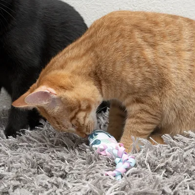 Red cat playing with a colourful toy on a grey carpet, black cat in the background.