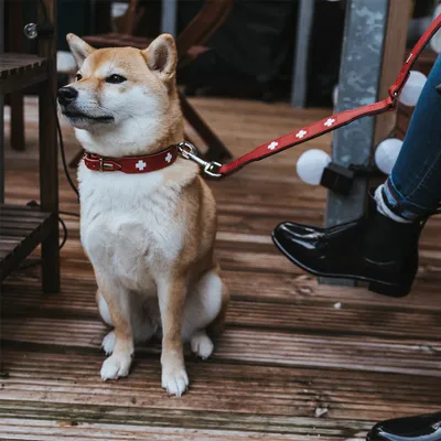Cane con collare rosso e guinzaglio coordinato con motivi a croce bianchi, al guinzaglio accanto a una persona su terrazza in legno.