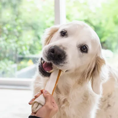Mano che tiene uno snack masticabile in pelle per cani davanti a un cane dal pelo lungo e chiaro, ambiente domestico luminoso sullo sfondo.