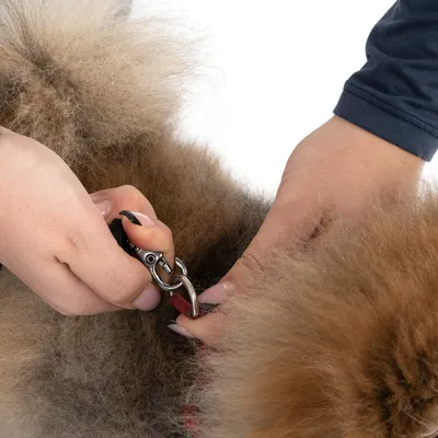 Close-up of a hand attaching a metal carabiner hook to a red dog collar.
