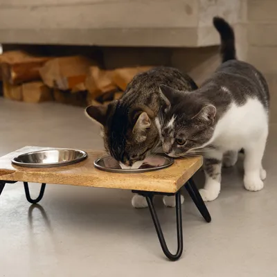 Gamelle double Designed by Lotte Linga pour chat