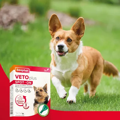 Beaphar VETOplus Spot-On, Schutz vor Flöhen, Zecken, Mücken und Herbstgrasmilben. Mit Chrysanthemen-Extrakt, für Hunde bis 15kg, 3 Anwendungen.