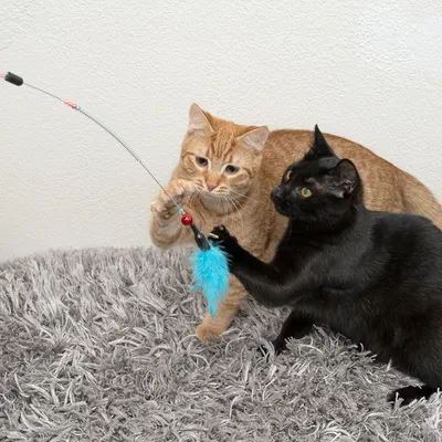 Dve mački se igrata z igralno palico z modrim peresom in rdečim obeskom z zvončkom.