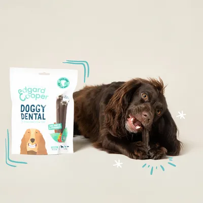 Edgard Cooper Doggy Dental kauwsnack met coolmintolie en aardbei. Hond kauwt op een snack, verpakking met productdetails zichtbaar.