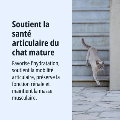 Soutient la santé articulaire des chats âgés, favorise l’hydratation, la mobilité, maintient la fonction rénale et la masse musculaire. Texte en français avec image d’un chat sur un escalier. Soutient la santé articulaire des chats âgés, favorise l’hydratation, la mobilité, maintient la fonction rénale et la masse musculaire. Texte en français avec image d’un chat sur un escalier.
