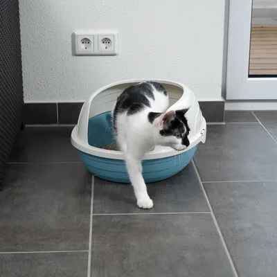 Gatto bianco e nero esce da una toilette per gatti blu semiaperta con lettiera su un pavimento piastrellato.