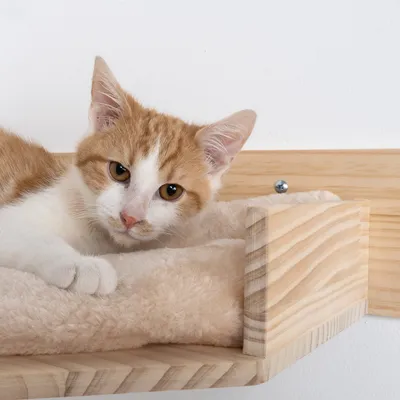 Chat roux et blanc allongé sur un coussin beige posé sur une étagère murale en bois clair fixée au mur, vis de fixation visible.