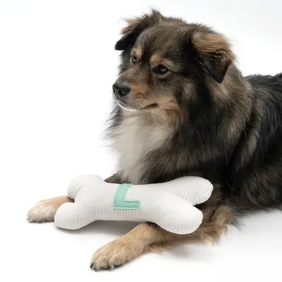 Pes s bílou plyšovou hračkou ve tvaru kosti, viditelná zelená aplikace ve tvaru L.