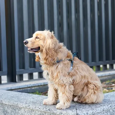 Cane beige con pelo riccio indossa una pettorina e siede su un muretto di pietra davanti a una recinzione.