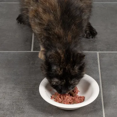 Kissa syö märkäruokaa valkoisesta kupista harmaalla laattalattialla.