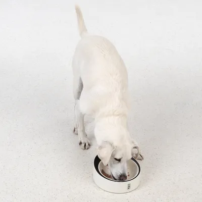 Weisser Hund frisst aus einem weissen Futternapf mit schwarzem Rand auf hellem Boden.