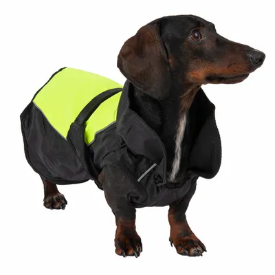 Hund trägt eine schwarze und neongelbe Schutzweste mit reflektierenden Streifen. Produkt zeigt Sicherheitskleidung für Hunde.
