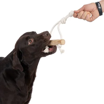 Perro juega con un juguete para masticar de madera y cuerda, sostenido por una mano.