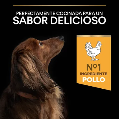Texto: Perfectamente cocinada para un sabor delicioso. Sello amarillo con dibujo de pollo y texto: Nº1 ingrediente pollo. Perro marrón de perfil mirando hacia arriba.