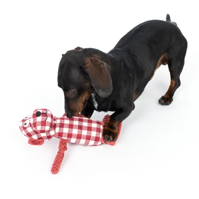 Chien noir à poil court avec un jouet en tissu rouge et blanc à motif carreaux, forme d’animal, sur fond blanc.