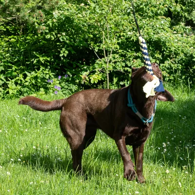 Hund leger med et flettet legetøj i en snor i haven. Legetøjet har gule og blå elementer.