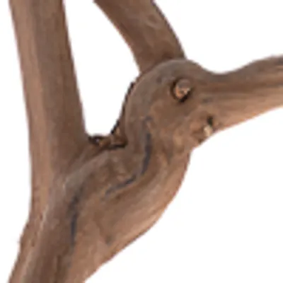 Close-up of a natural piece of wood with a branched structure and smooth surface.
