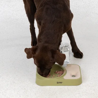 Perro marrón comiendo de un comedero verde con dispensador de agua integrado. Marca Modern Living visible en el comedero.