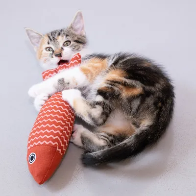 Katzen-Spielzeug in Fischform, rot mit Zickzack-Muster und aufgesticktem Auge.