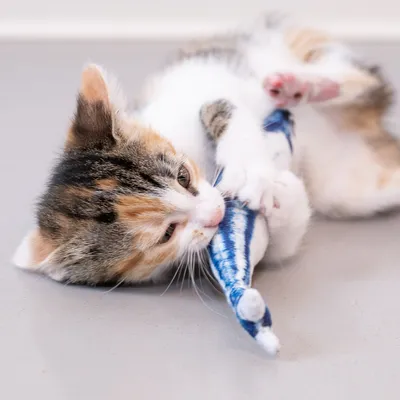 Kitten playing with blue and white fabric toy in fish shape.