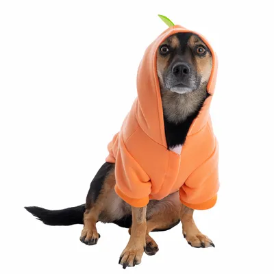 Hund iført orange hættetrøje med grønt bladdetalje på hætten.