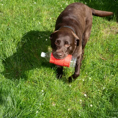 Hund bär en plastflaska med röd leksaksfäste i gräset. Visar användning av hundleksak för flaskor.