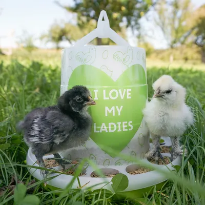 Deux poussins devant une mangeoire blanche et verte avec le texte anglais « I LOVE MY LADIES » visible sur un cœur. Mangeoire posée dans l’herbe, décor motifs poules et œufs.