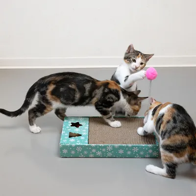 Katzen spielen mit einem Kratzbrett aus Pappe, das mit weihnachtlichem Design bedruckt ist. Ein pinker Ball an einer Kette dient als zusätzliches Spielzeug.