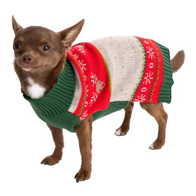 Kleiner Hund trägt einen gestrickten Pullover in Grün, Rot und Weiss mit Rentier- und Schneeflockenmuster.