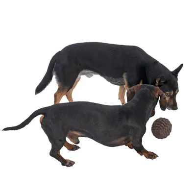 Two dogs playing with a brown, textured ball toy.