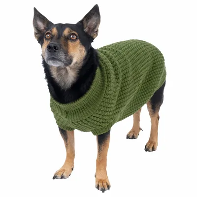 Chien portant un pull en maille vert, coupe ajustée, col roulé. Pull visible sur l’ensemble du corps du chien, matière tricotée.